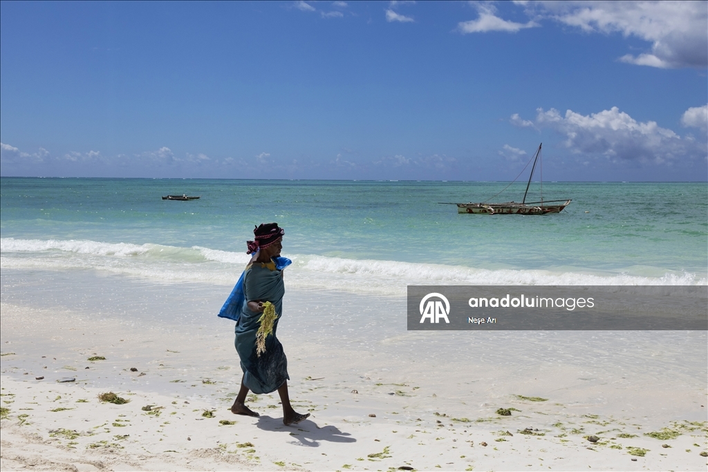 Zanzibari women harvest seaweed with the help of the tide