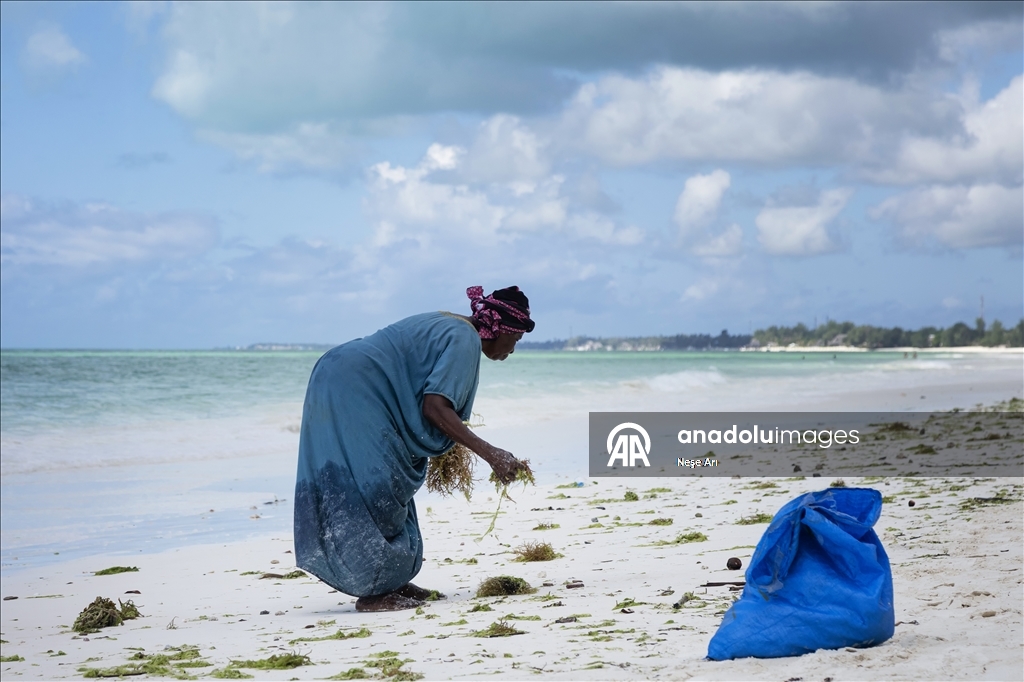 Zanzibari women harvest seaweed with the help of the tide
