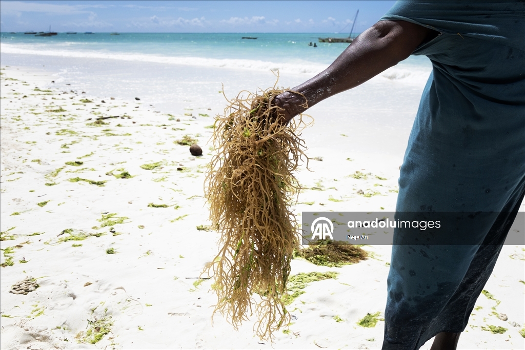 Zanzibari women harvest seaweed with the help of the tide