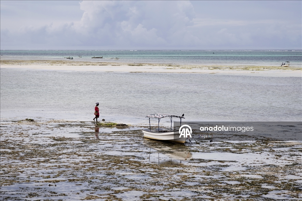Gratë në Zanzibar mbledhin alga deti dhe i tregtojnë