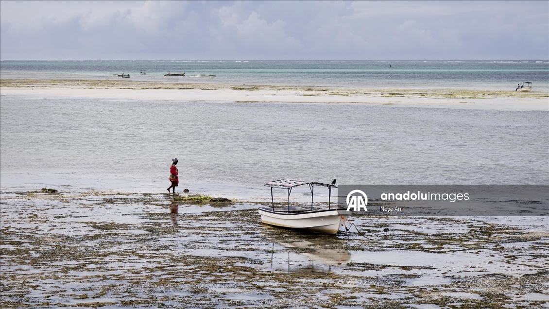 Zanzibari women harvest seaweed with the help of the tide