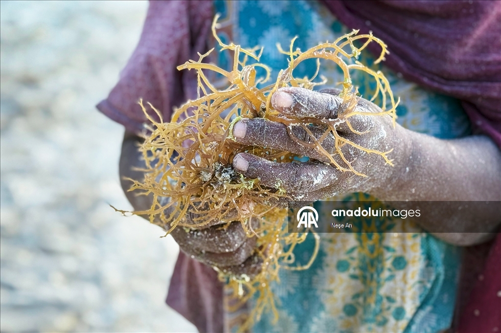 Gratë në Zanzibar mbledhin alga deti dhe i tregtojnë