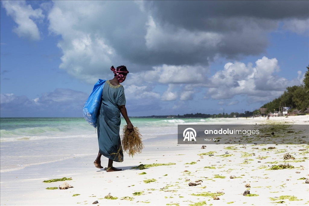 Zanzibarlı kadınlar gelgitin yardımıyla yosun hasat ediyor