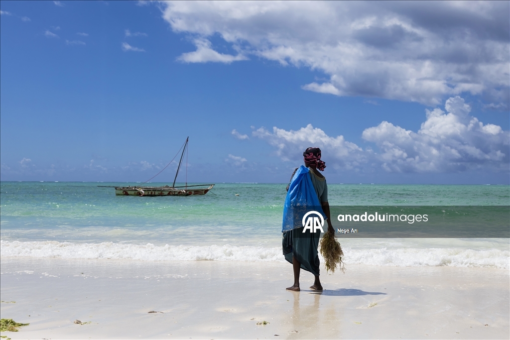 Zanzibari women harvest seaweed with the help of the tide