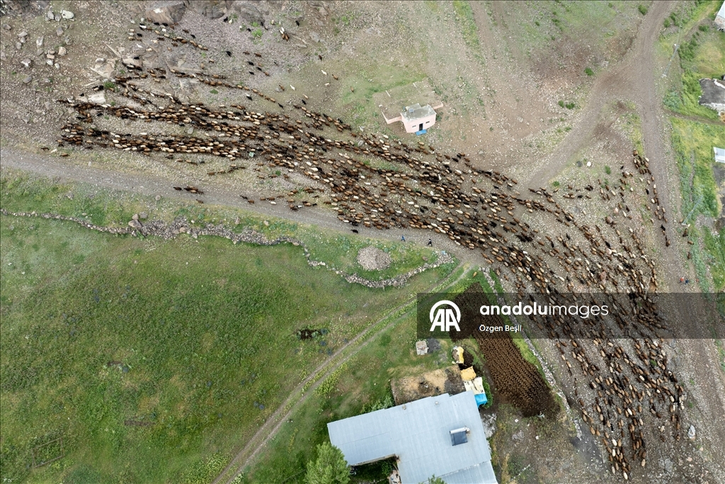 Kars'ta sürülerin yayla yolculuğu devam ediyor