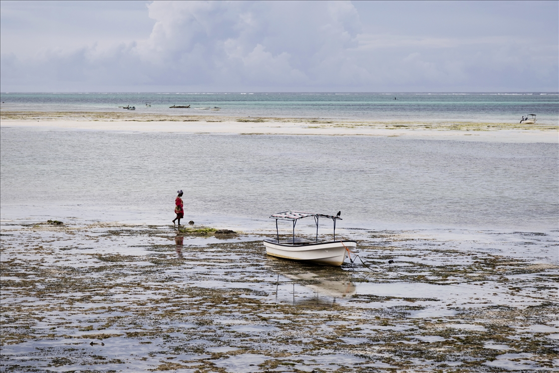 Gratë në Zanzibar mbledhin alga deti dhe i tregtojnë