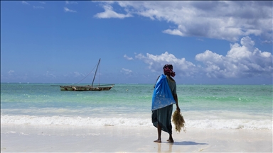 Zanzibarlı kadınlar gelgitin yardımıyla yosun hasat ediyor