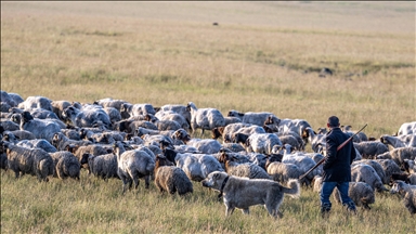 Kars'ta sürülerin yayla yolculuğu devam ediyor