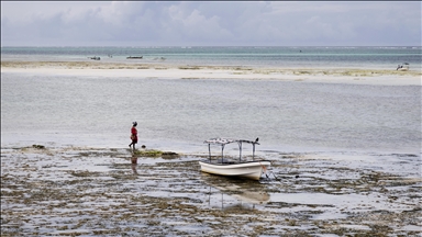 Zanzibari women harvest seaweed with the help of the tide