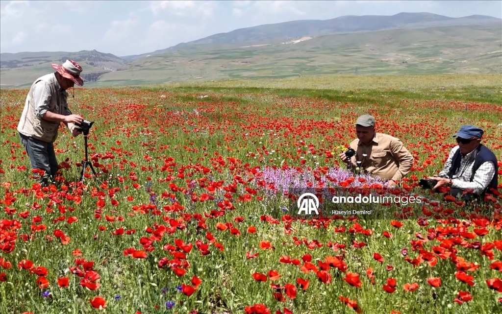 Kars'ta meralar ve yaylalar gelinciklerle renklendi 7