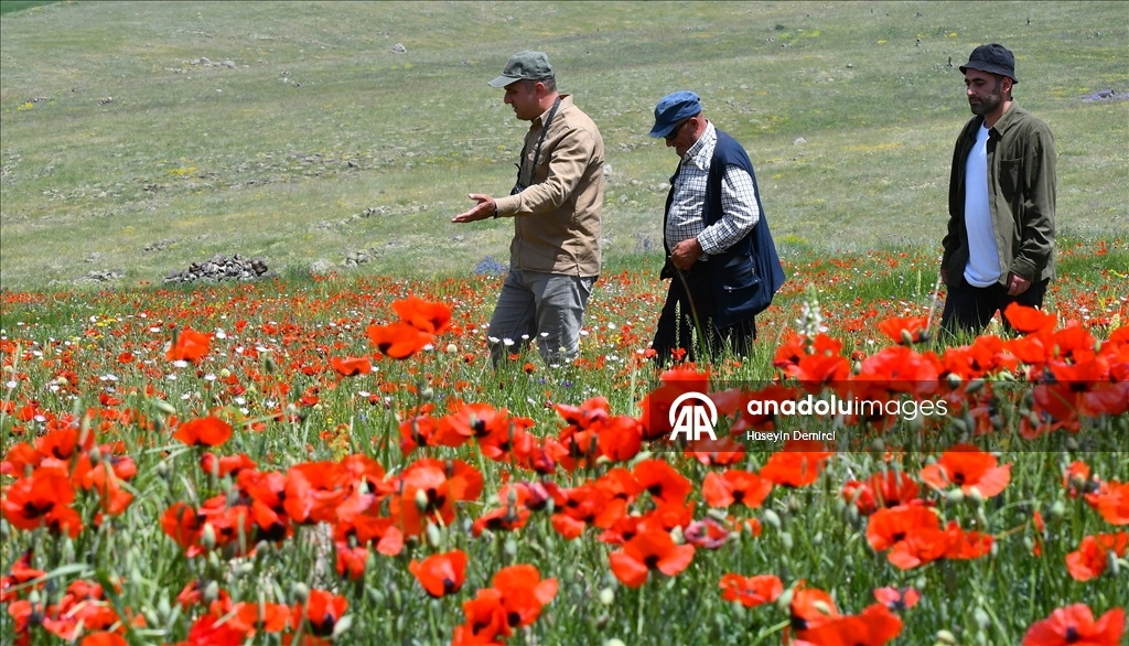 Kars'ta meralar ve yaylalar gelinciklerle renklendi 3