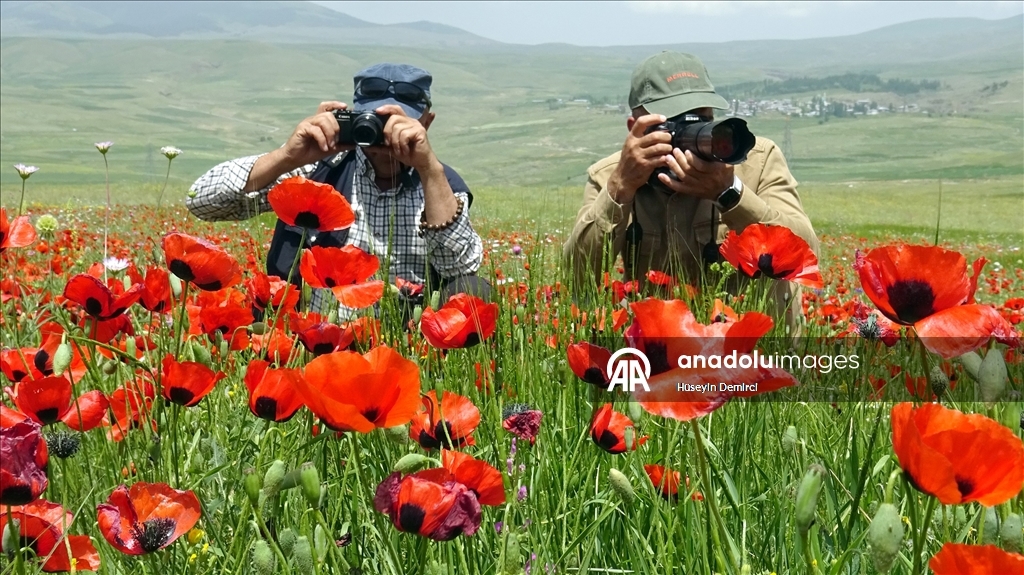 Kars'ta meralar ve yaylalar gelinciklerle renklendi 5