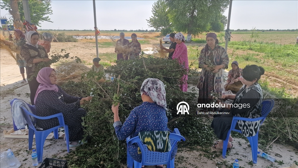 В Узбекистане домохозяйки получают доход, разводя шелкопрядов