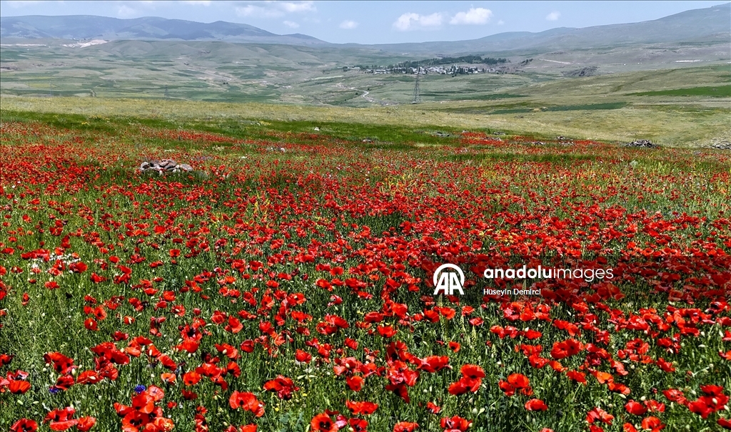 Kars'ta meralar ve yaylalar gelinciklerle renklendi 2