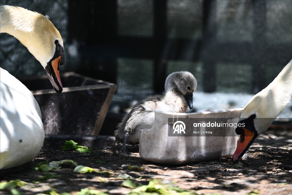 Kuğulu Park'ın yeni maskotu Ankaralıların ilgi odağı oldu