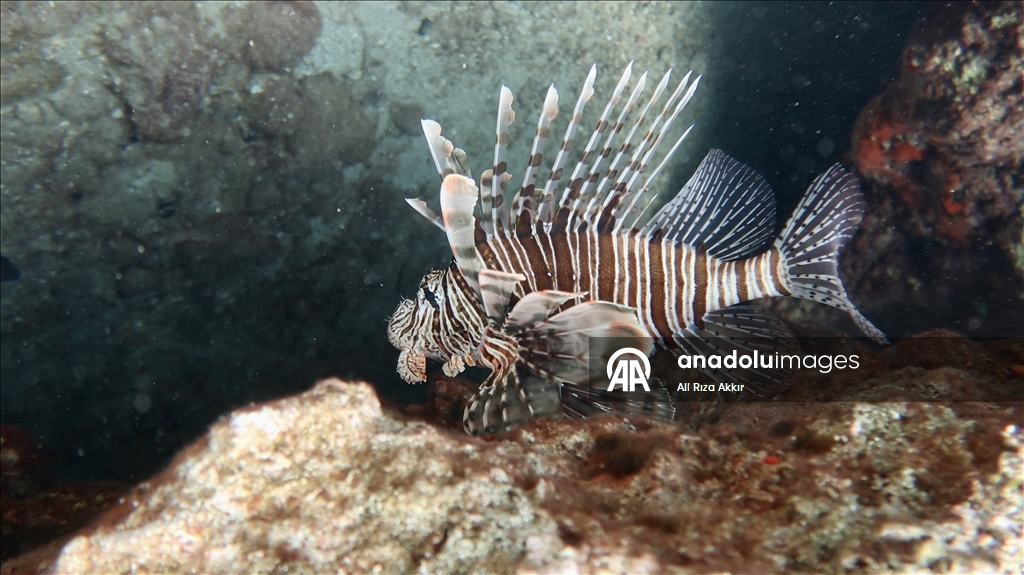 Diving enthusiasts explore the underwater riches of Fethiye, Mugla