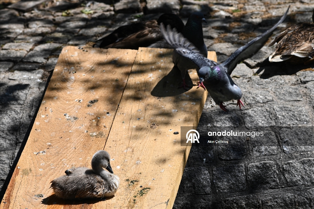 Kuğulu Park'ın yeni maskotu Ankaralıların ilgi odağı oldu