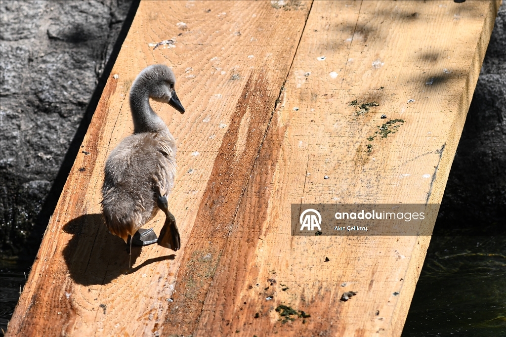 Kuğulu Park'ın yeni maskotu Ankaralıların ilgi odağı oldu