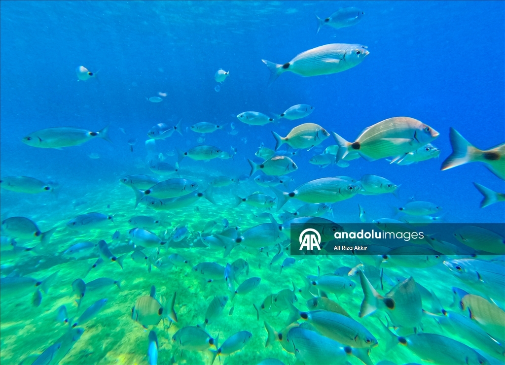 Diving enthusiasts explore the underwater riches of Fethiye, Mugla