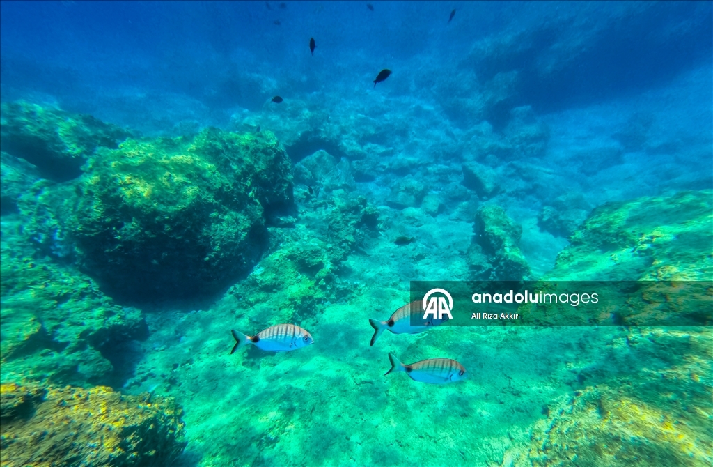 Diving enthusiasts explore the underwater riches of Fethiye, Mugla