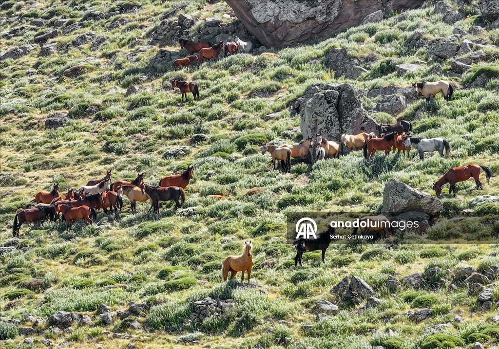 Karadağ'ın yılkı atları krater çevresinde dolaşıyor