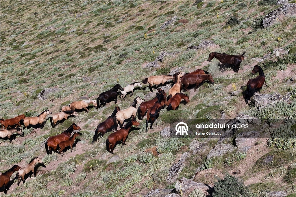 Karadağ'ın yılkı atları krater çevresinde dolaşıyor