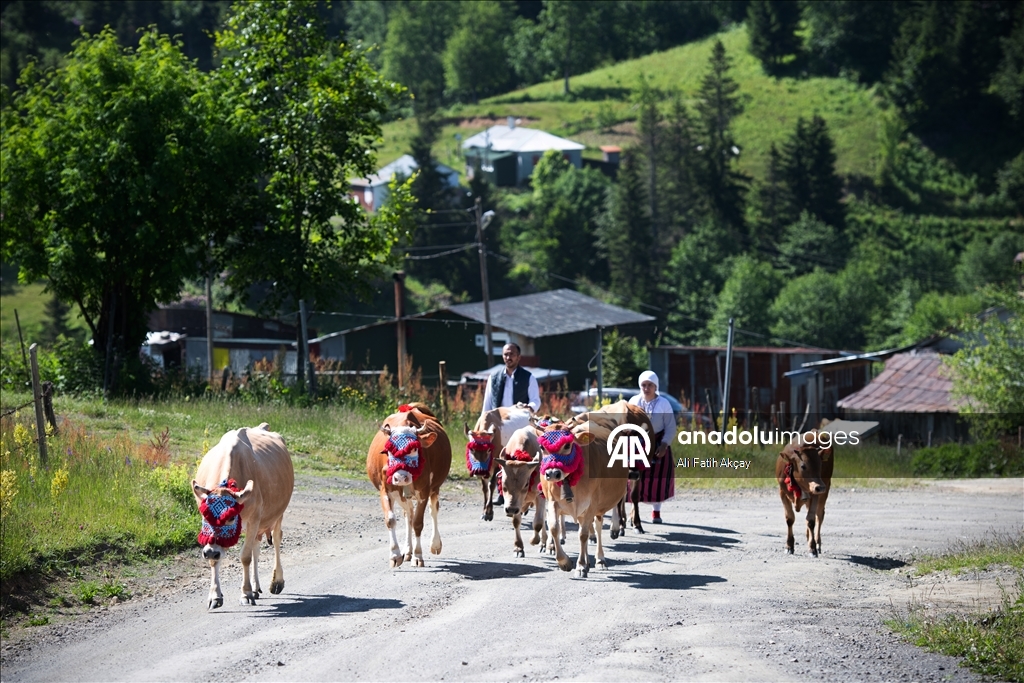 Trabzon'da yayla göçü devam ediyor