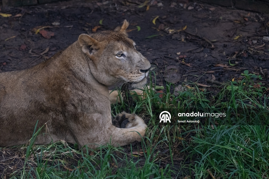 Cox’s Bazar’daki Dulhazara Safari Parkı’nda vahşi yaşam 9