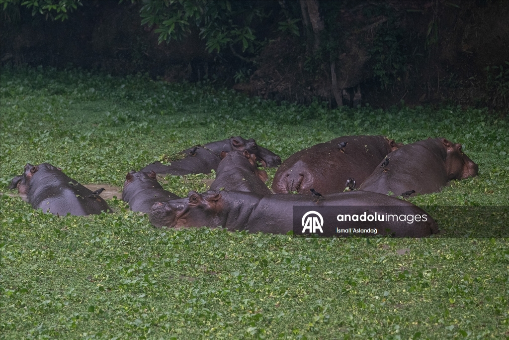 Cox’s Bazar’daki Dulhazara Safari Parkı’nda vahşi yaşam 7