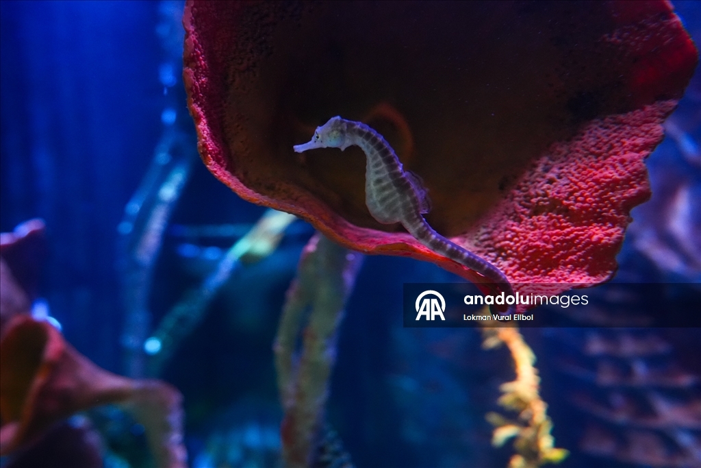 New Jersey'de bulunan SEA LIFE Akvaryumu ziyaretçilerin ilgisini çekiyor 7
