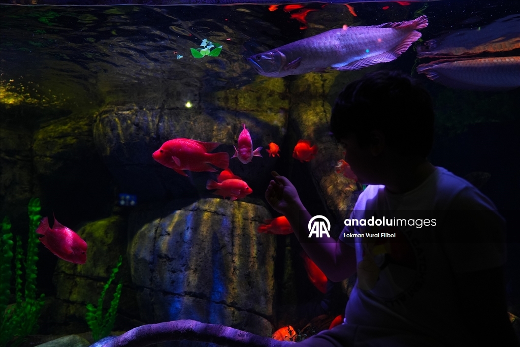 New Jersey'de bulunan SEA LIFE Akvaryumu ziyaretçilerin ilgisini çekiyor 6
