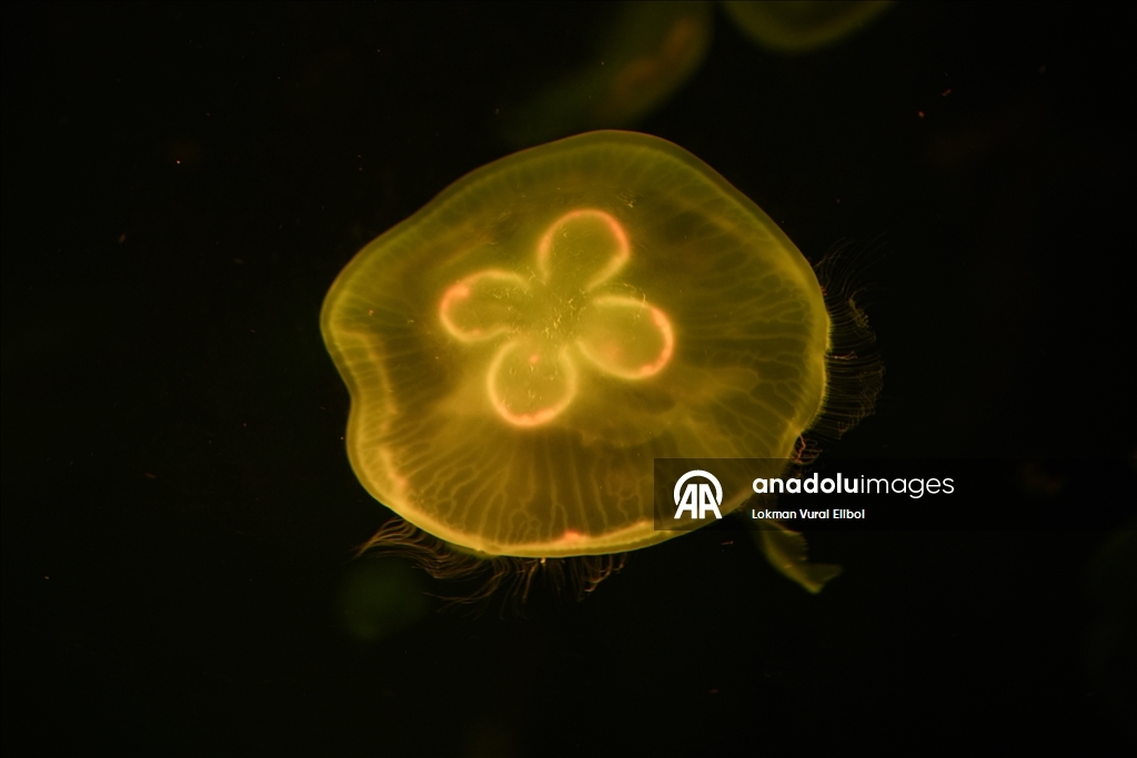 Visitors explore underwater worlds at SEA LIFE Aquarium in American Dream Mall, New Jersey