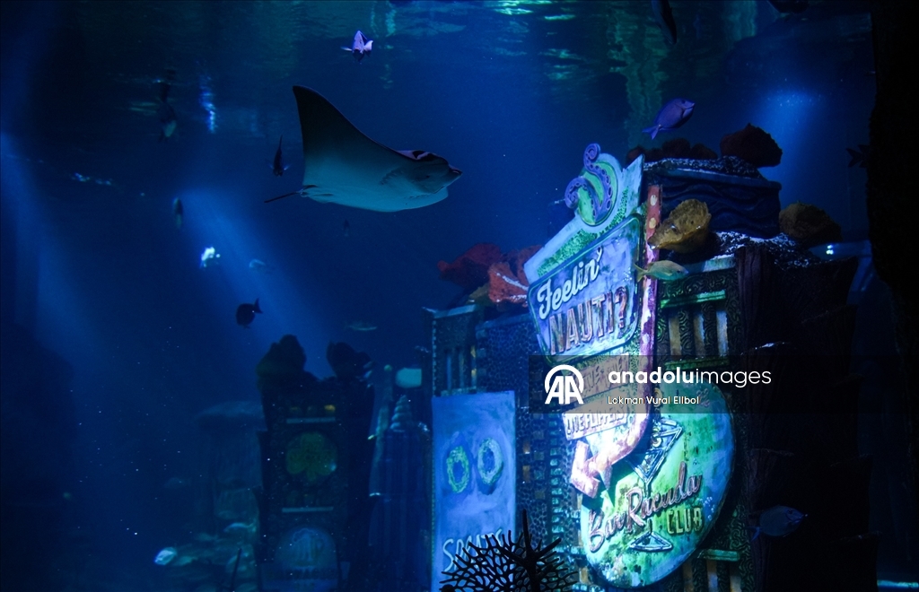 New Jersey'de bulunan SEA LIFE Akvaryumu ziyaretçilerin ilgisini çekiyor 14