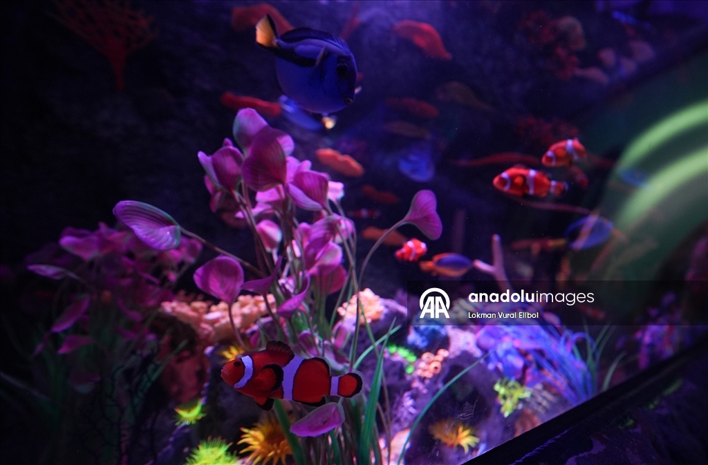 New Jersey'de bulunan SEA LIFE Akvaryumu ziyaretçilerin ilgisini çekiyor 9