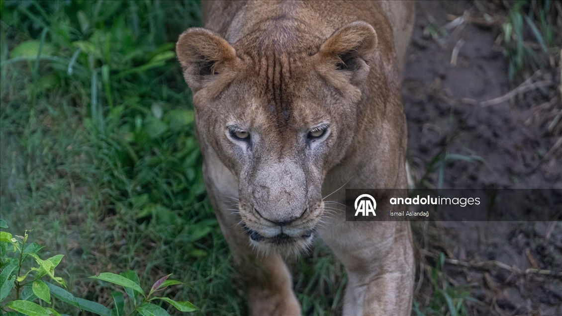 Cox’s Bazar’daki Dulhazara Safari Parkı’nda vahşi yaşam