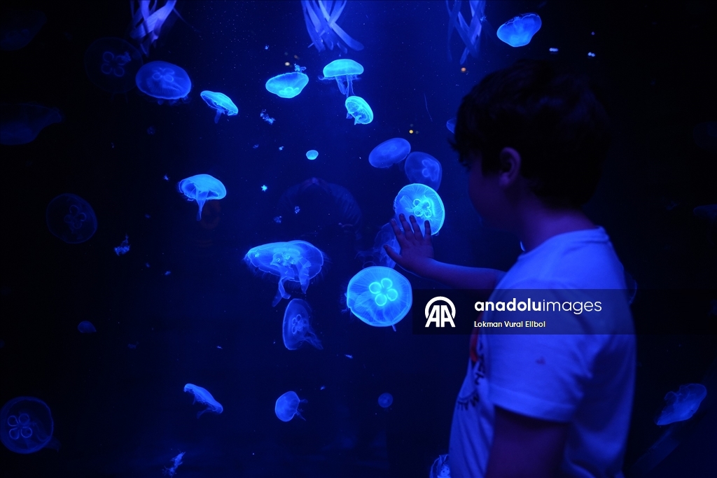 New Jersey'de bulunan SEA LIFE Akvaryumu ziyaretçilerin ilgisini çekiyor 4
