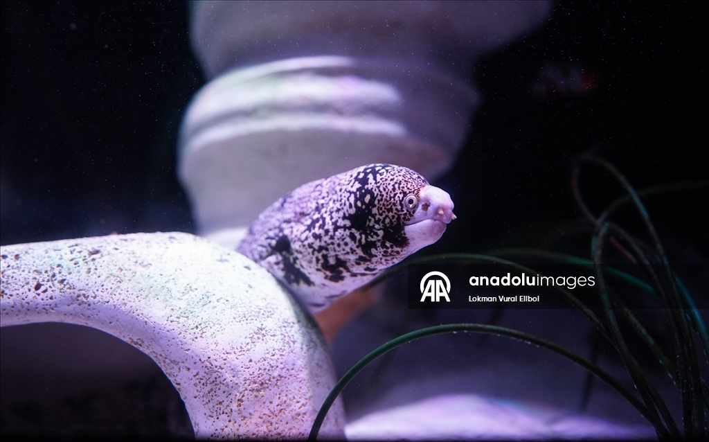 New Jersey'de bulunan SEA LIFE Akvaryumu ziyaretçilerin ilgisini çekiyor 11