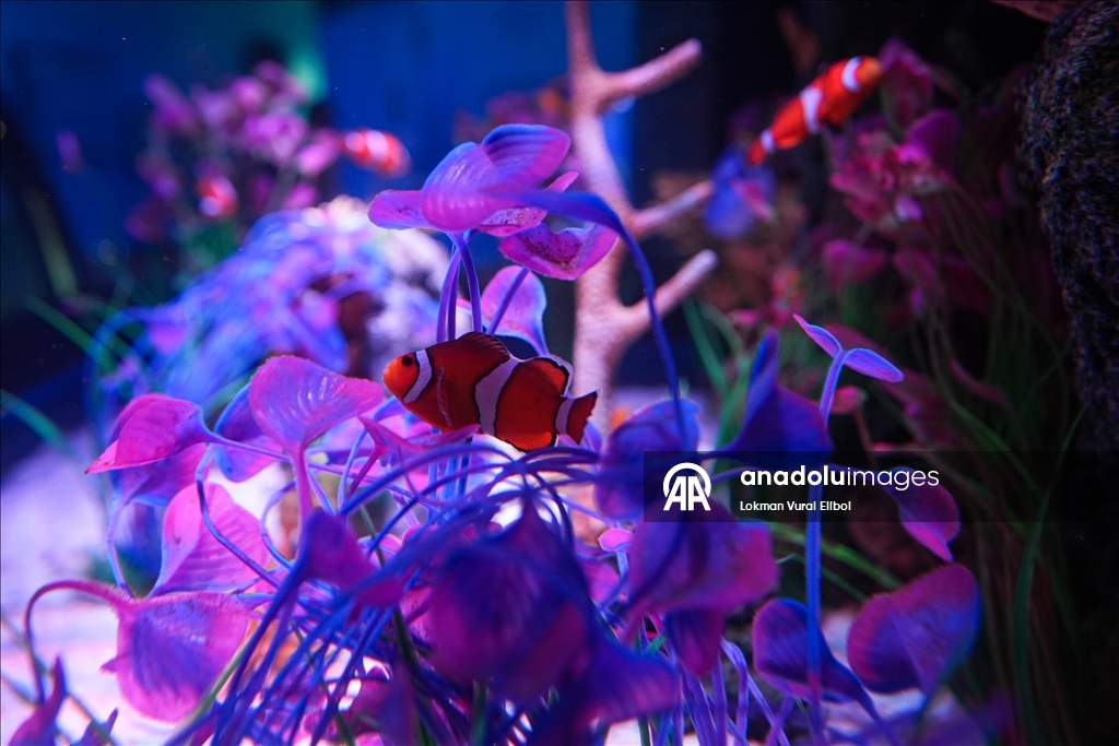 Visitors explore underwater worlds at SEA LIFE Aquarium in American Dream Mall, New Jersey