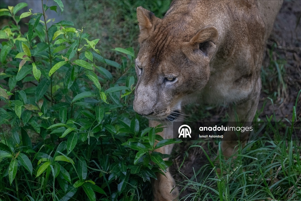 Cox’s Bazar’daki Dulhazara Safari Parkı’nda vahşi yaşam 3