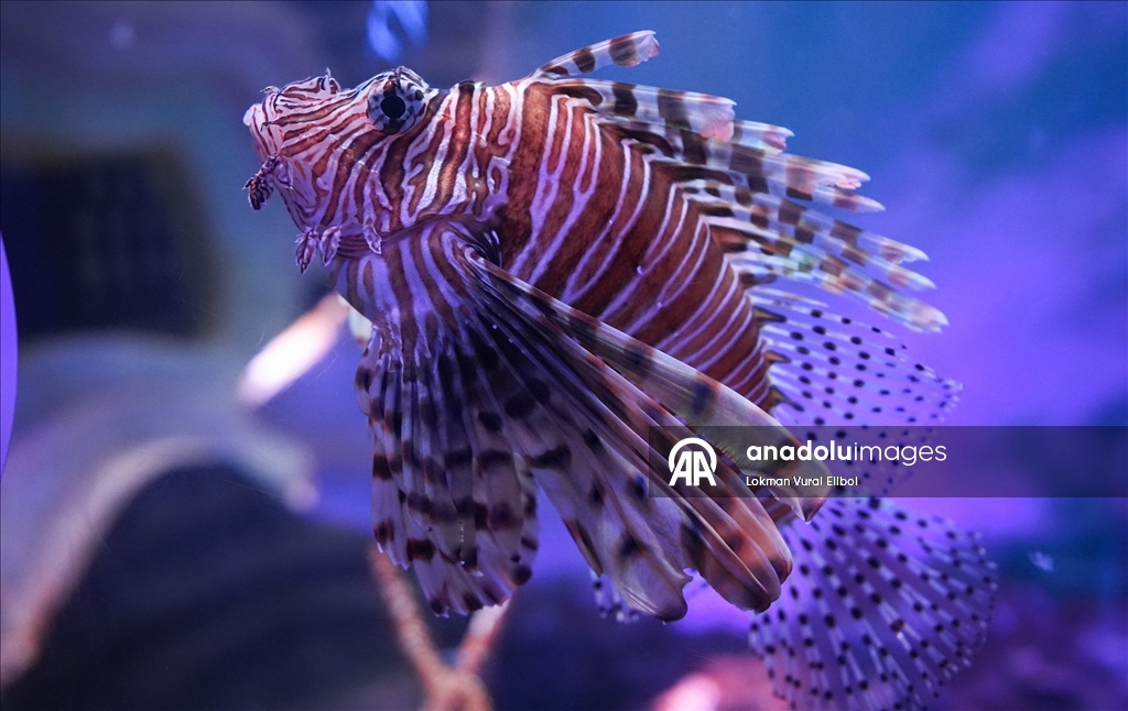 New Jersey'de bulunan SEA LIFE Akvaryumu ziyaretçilerin ilgisini çekiyor 12