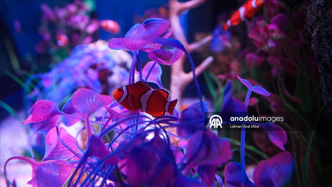 New Jersey'de bulunan SEA LIFE Akvaryumu ziyaretçilerin ilgisini çekiyor
