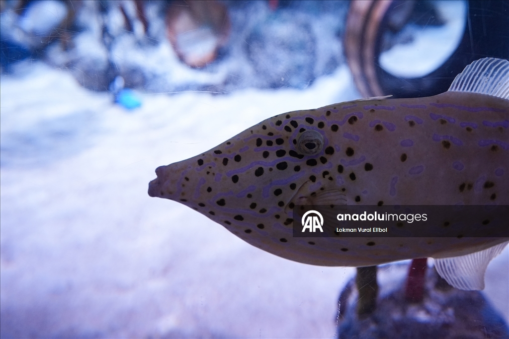New Jersey'de bulunan SEA LIFE Akvaryumu ziyaretçilerin ilgisini çekiyor 8