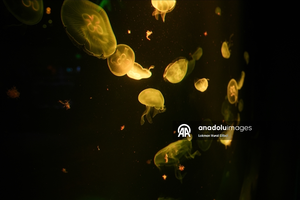 Visitors explore underwater worlds at SEA LIFE Aquarium in American Dream Mall, New Jersey