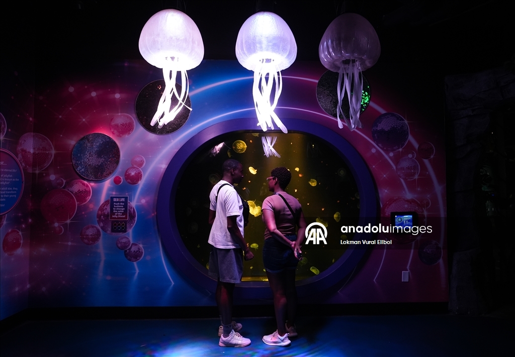 Visitors explore underwater worlds at SEA LIFE Aquarium in American Dream Mall, New Jersey