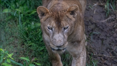 Cox’s Bazar’daki Dulhazara Safari Parkı’nda vahşi yaşam