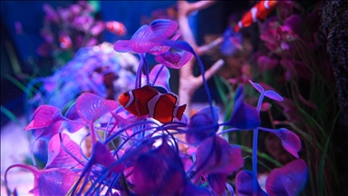 New Jersey'de bulunan SEA LIFE Akvaryumu ziyaretçilerin ilgisini çekiyor