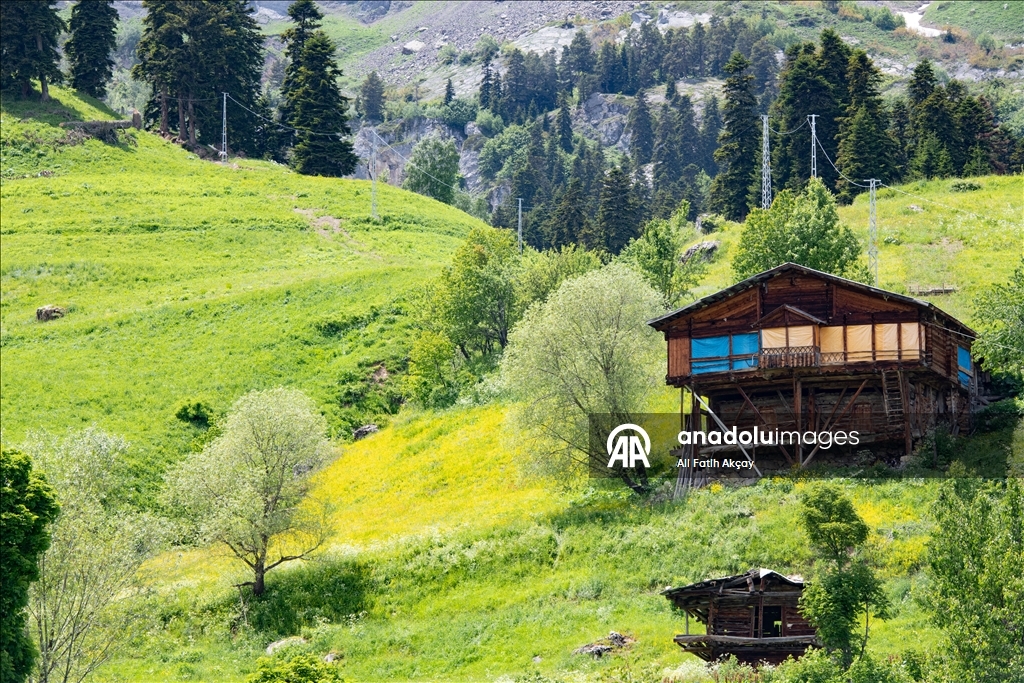 Artvin’in yaylaları yeşilin farklı tonlarıyla doğaseverleri ağırlıyor