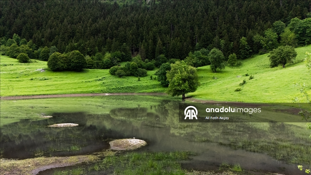 Artvin’in yaylaları yeşilin farklı tonlarıyla doğaseverleri ağırlıyor