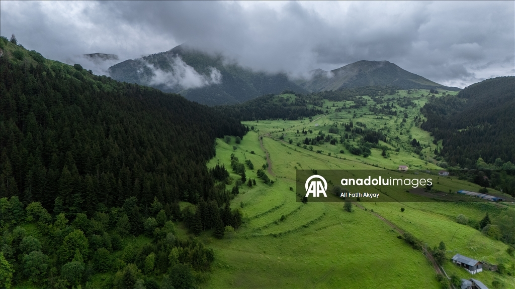 Artvin’in yaylaları yeşilin farklı tonlarıyla doğaseverleri ağırlıyor