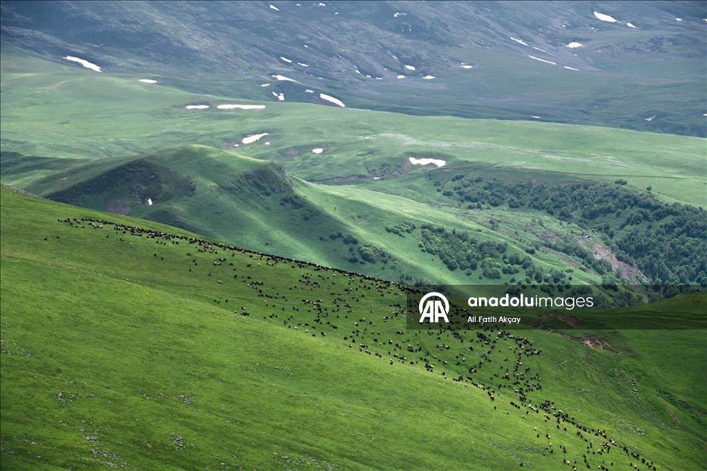 Artvin’in yaylaları yeşilin farklı tonlarıyla doğaseverleri ağırlıyor
